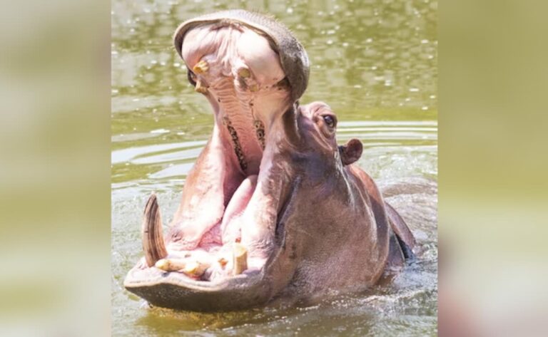 Hippo Swallows 2-Year-Old In Uganda, Then Spits Him Out