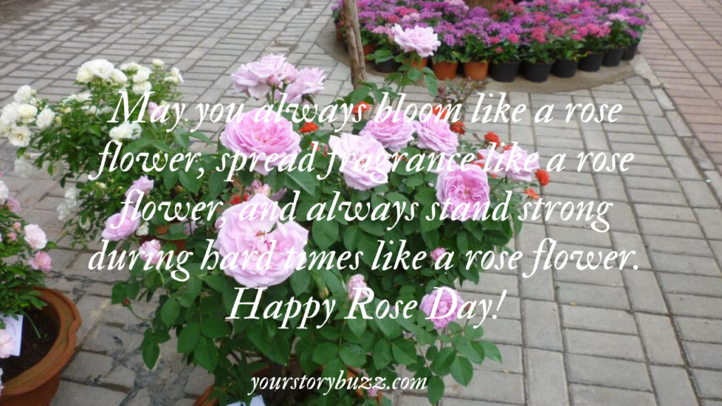 Rose Day Quotes, Wishes and Messages