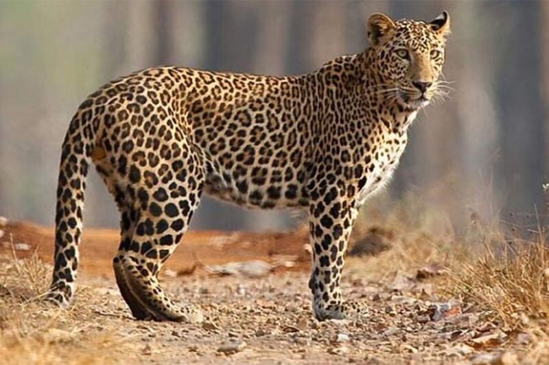 Leopard Scare At Ghaziabad Court Complex, Lawyers Don’t Show Up For Work