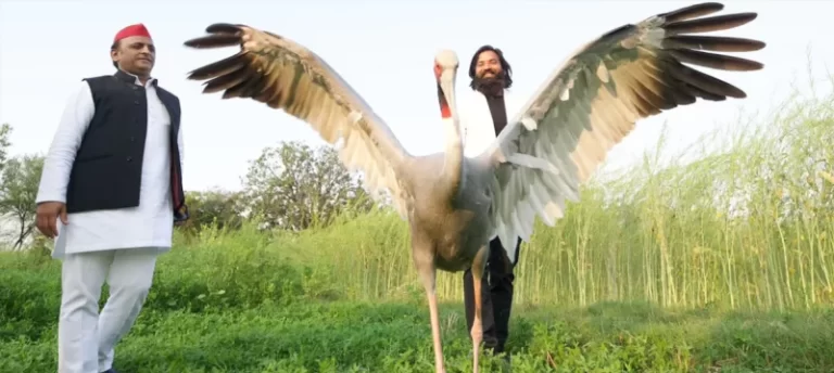 Forest Department Case Against UP Man Who Rescued, Cared For Sarus Crane