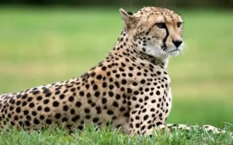 Cheetahs In Madhya Pradesh’s Kuno National Park Renamed
