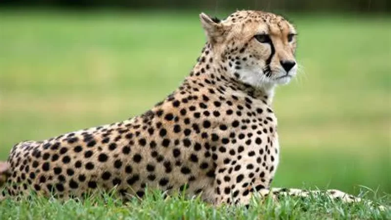 Cheetahs In Madhya Pradesh’s Kuno National Park Renamed