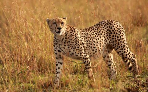 Preserving the Majesty: Concerns and Solutions for Cheetahs